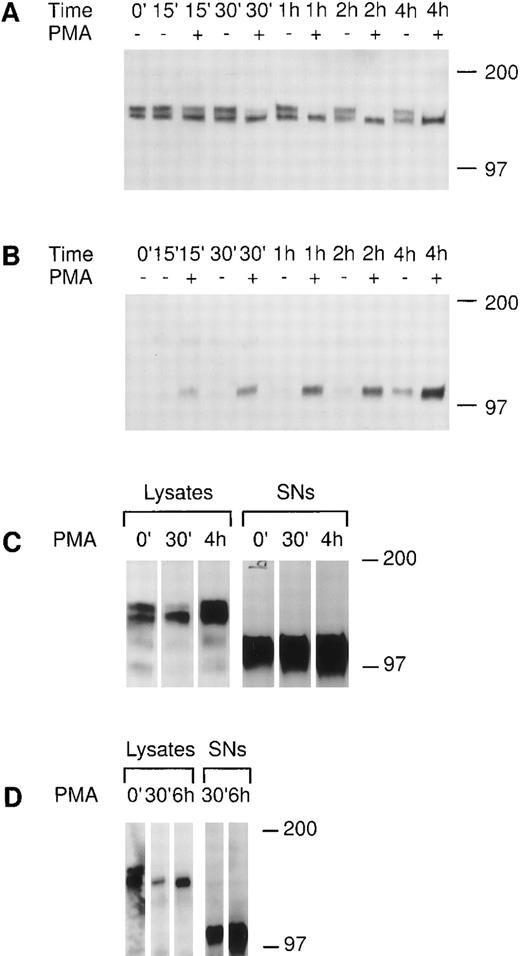 Fig. 4. PMA stimulates the release of tie from the cell surface and the accumulation of a soluble tie fragment in the media. HUVECs were incubated in basal media with or without 10 ng/mL PMA for the indicated length of time, after which the conditioned media was collected, and the cell layer rinsed and lysed as described in Materials and Methods. Cell lysates (A) or conditioned media (B) were immunoprecipitated with anti-tiex. Immunoprecipitates were analyzed on SDS-PAGE followed by immunoblotting with anti-tie MoAb 21G6. Accumulation of a protein band at ≈100 kD can be observed in the conditioned media of PMA-treated cells starting at 15 minutes. (C) CHO, clone 37 cells were treated with PMA for the indicated times, after which, cell lysates or conditioned media supernatants (SNs) were immunoprecipitated with anti-tie MoAb 5D2. Immunoprecipitates were analyzed by SDS-PAGE and immunoblotting with anti-tie MoAb 21G6. CHO clones constitutively released a significant level of soluble tie into the media, although treatment with PMA increased soluble tie levels significantly. (D) MDEC cells were treated with PMA for the indicated times before preparation of cell lysates or collection of conditioned media supernatants (SNs) for analysis by immunoprecipitation and immunoblotting as described. Molecular weight markers as indicated.
