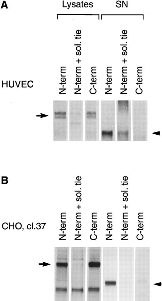 Fig. 6. PMA induces cleavage of the tie receptor into an N-terminal 100 kD soluble fragment and a C-terminal 40 kD cell-associated fragment. Cell lysates prepared from untreated HUVECs (A) or CHO, clone 37 cells (B) were immunoprecipitated with antibodies recognizing either the N-terminus (MoAb 5D2) or the C-terminus (SC Ab) of the tie receptor and analyzed by SDS-PAGE on a 6% (A) or 8% (B) gel. Conditioned media supernatants were prepared from HUVECs (A) or CHO, clone 37 cells (B) that had been incubated with 10 ng/mL PMA for 1 hour, followed by immunoprecipitation with Abs recognizing either the N- or C-terminal of tie and analysis on SDS-PAGE. For samples labeled N-term + sol. tie, the N-terminal Ab was preincubated with 30 μg of recombinant soluble tie before immunoprecipitations were performed. Arrows, full-length cell-associated tie; arrowheads, soluble tie. (C) HUVECs were treated in the presence or absence of 10 ng/mL PMA, as indicated, for 1 hour followed by the preparation of cell lysates. Immunoprecipitations were performed with polyclonal Abs specific for the C-terminus (SC Ab) or N-terminus (anti-tiex) of tie followed by analysis on an 8% gel and immunoblotting with the SC Ab. To show specificity, in lanes labeled C-term pep +, the SC Ab was preincubated with the C-terminus tie peptide (amino acids 1121-1138) before immunoprecipitation.