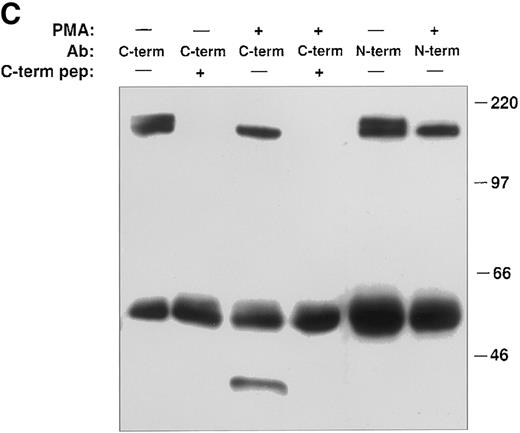 Fig. 6. PMA induces cleavage of the tie receptor into an N-terminal 100 kD soluble fragment and a C-terminal 40 kD cell-associated fragment. Cell lysates prepared from untreated HUVECs (A) or CHO, clone 37 cells (B) were immunoprecipitated with antibodies recognizing either the N-terminus (MoAb 5D2) or the C-terminus (SC Ab) of the tie receptor and analyzed by SDS-PAGE on a 6% (A) or 8% (B) gel. Conditioned media supernatants were prepared from HUVECs (A) or CHO, clone 37 cells (B) that had been incubated with 10 ng/mL PMA for 1 hour, followed by immunoprecipitation with Abs recognizing either the N- or C-terminal of tie and analysis on SDS-PAGE. For samples labeled N-term + sol. tie, the N-terminal Ab was preincubated with 30 μg of recombinant soluble tie before immunoprecipitations were performed. Arrows, full-length cell-associated tie; arrowheads, soluble tie. (C) HUVECs were treated in the presence or absence of 10 ng/mL PMA, as indicated, for 1 hour followed by the preparation of cell lysates. Immunoprecipitations were performed with polyclonal Abs specific for the C-terminus (SC Ab) or N-terminus (anti-tiex) of tie followed by analysis on an 8% gel and immunoblotting with the SC Ab. To show specificity, in lanes labeled C-term pep +, the SC Ab was preincubated with the C-terminus tie peptide (amino acids 1121-1138) before immunoprecipitation.