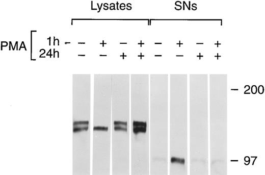 Fig. 7. Inhibition of soluble tie release by downregulation of PKC. HUVECs were incubated with 16 nmol/L (10 ng/mL) PMA for 1 hour, 1 μmol/L PMA for 24 hours, or both, as indicated, before harvesting of conditioned media supernatants and preparation of cell lysates. Lysates and supernatants were immunoprecipitated with anti-tie MoAbs, and analyzed by SDS-PAGE followed by immunoblotting as described in Materials and Methods.