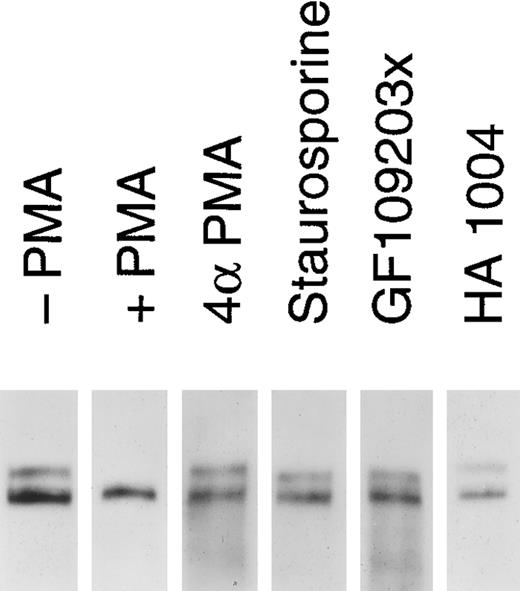 Fig. 8. Release of soluble tie from HUVECs is mediated through PKC activation. HUVECs were incubated with basal media alone (-PMA), 10 ng/mL PMA (+ PMA), 10 ng/mL 4αPMA (4αPMA) or 25 μmol/L HA 1004 (HA 1004) for 1 hour, or preincubated for 15 minutes with 100 nmol/L staurosporin (Staurosporin) or 200 nmol/L GF 109203X (GF109203x) before the addition of PMA for 1 hour. Preparation of cell lysates was performed as described in Materials and Methods. Samples were analyzed by immunoprecipitation using anti-tie MoAbs, SDS-PAGE, and immunoblotting as previously described.