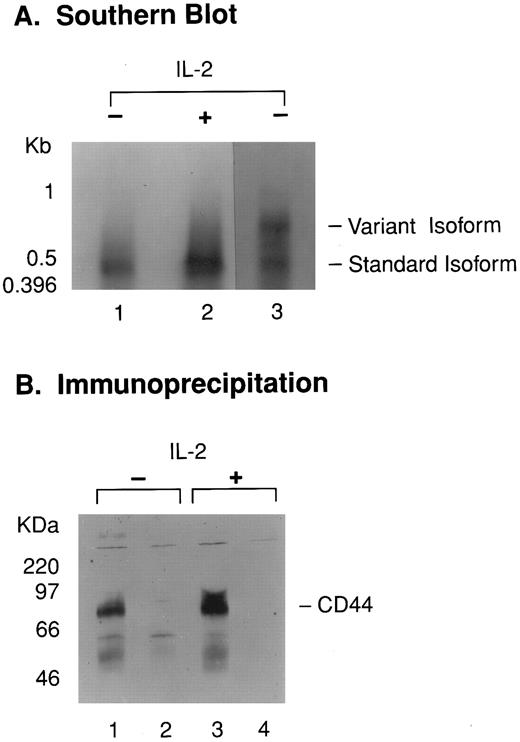 Fig. 3. (A) Activated NK cells express message encoding the standard CD44 isoform. RNA from unactivated (lane 1) and IL-2–activated (lane 2) LD-PBL and from MDMB-75 breast cancer cells (lane 3) was analyzed by RT-PCR using primers flanking the CD44 variant domain insertion point. Amplified products were detected by Southern blotting. Positions of standard and variant isoforms are indicated. (B) Unactivated and activated NK cells express similar sized forms of CD44 on their surfaces. Immunoprecipitates from biotin-labeled purified NK cells were analyzed by SDS-PAGE and Western-blotted with streptavidin-HRP. The cells were either unactivated (lanes 1 and 2) or activated (lanes 3 and 4). Anti-CD44 MoAb was used for immunoprecipitation in lanes 1 and 3, and an isotype-matched control antibody (MOPC 300) was used in lanes 2 and 4.