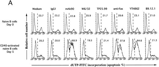 Fig. 3. MoAb90 induces apoptosis of CD40-activated B cells. Resting or 5-day CD40-activated B cells were cultured in the presence of 5 μg/mL control IgG1, MoAb90, W6/32, TP25-99, and 1 μg/mL anti-Fas MoAb CH11. (A) Cells were collected after 2 hours of treatment with the different MoAbs, and incorporation of dUTP-FITC was measured by TUNEL assay as described in Materials and Methods. Each histogram represents 104cells and percentage of apoptotic cells are indicated above to the histogram profiles. (B) Kinetics of MoAb90-induced B-cell apoptosis are as follows: 5 μg/mL of control IgG1, W6/32, TP25.99, and MoAb90 were added to the cultures, and the percentage of DNA fragmented cells was measured by TUNEL assay after the indicated time. In parallel, the percentage of cell viability was measured by trypan blue dye exclusion after treatment with MoAb90 at 5 μg/mL for indicated time. Results represent average of duplicate determinations. This figure is representative of three independent experiments. (C) Cells were collected after 12 hours of treatment with the different MoAbs and DNA from 2 × 106 cells was run on 2% agarose gel and stained with ethidium bromide.