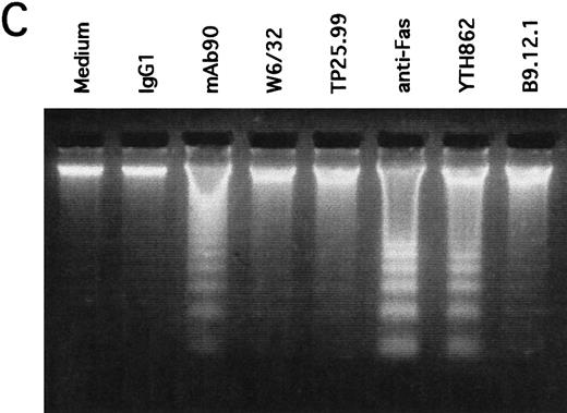 Fig. 3. MoAb90 induces apoptosis of CD40-activated B cells. Resting or 5-day CD40-activated B cells were cultured in the presence of 5 μg/mL control IgG1, MoAb90, W6/32, TP25-99, and 1 μg/mL anti-Fas MoAb CH11. (A) Cells were collected after 2 hours of treatment with the different MoAbs, and incorporation of dUTP-FITC was measured by TUNEL assay as described in Materials and Methods. Each histogram represents 104cells and percentage of apoptotic cells are indicated above to the histogram profiles. (B) Kinetics of MoAb90-induced B-cell apoptosis are as follows: 5 μg/mL of control IgG1, W6/32, TP25.99, and MoAb90 were added to the cultures, and the percentage of DNA fragmented cells was measured by TUNEL assay after the indicated time. In parallel, the percentage of cell viability was measured by trypan blue dye exclusion after treatment with MoAb90 at 5 μg/mL for indicated time. Results represent average of duplicate determinations. This figure is representative of three independent experiments. (C) Cells were collected after 12 hours of treatment with the different MoAbs and DNA from 2 × 106 cells was run on 2% agarose gel and stained with ethidium bromide.