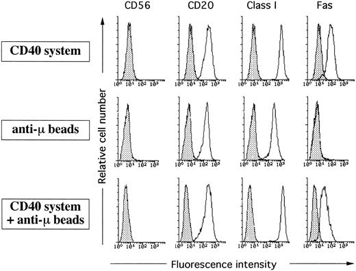 Fig. 7. BCR-dependent activation did not inhibit HLA class I expression. Naive B cells were cultured on irradiated CD32-L cells in the presence of 1 μg/mL anti-CD40 MoAb alone, 5 μg/mL anti-BCR MoAb alone, or the combination of both. After 5 days cells were collected and stained with FITC-conjugated anti-CD56, anti-CD20, anti-Fas UB2, or MoAb90 followed by staining with FITC-conjugated antimouse antibodies. Filled histograms represent staining with a negative control MoAb. This figure is representative of three independent experiments.