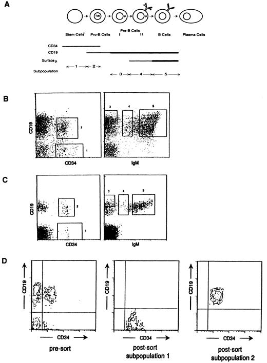 Fig. 1. Bone marrow B-lineage subpopulations collected on the basis of CD34, CD19, and IgM surface expression. (A) Cartoon illustrating each of the five subpopulations collected and the B-lineage developmental stage that each represents. Thick lines indicate higher levels of surface expression of the respective B-cell marker. (B) Typical collection gates used to separate the FBM subpopulations are shown in these FACS profiles of 22-week-old FBM stained with anti-CD34, anti-CD19, and anti-IgM as described in the Materials and Methods. (C) Typical collection gates used to separate the ABM subpopulations are shown in these FACS profiles of 30-year-old ABM stained with anti-CD34, anti-CD19, and anti-IgM as described in the Materials and Methods. (D) Typical postsort FACS analysis of the fetal CD34+ CD19− subpopulation illustrating 99% purity in each subpopulation. Postsort analysis of the other fetal and adult subpopulations collected also indicated 99% purity (data not shown).