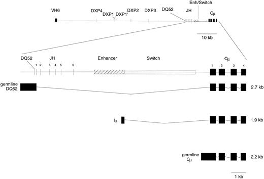 Fig. 2. Map of the human VH6-DJ-Cμ locus. Shown is a 400-kb region extending from VH6 through Cμ. The approximate positions of the DXP gene segments are denoted within each of the four DH tandem repeats in the distal DH locus, labeled as DXP1 (D21/7) and DXP1′ (D21/0.5), DXP2, DXP3, and DXP4. The expanded portion indicates the location of DHQ52 within the proximal DH locus, the six JH gene segments, and the intronic sequence between JH and Cμ that includes the proximal IgH enhancer. The composition of germline transcripts from DHQ52, Iμ, and germline Cμ is illustrated. For the transcripts shown, boxes indicate transcribed regions and lines indicated areas that are removed due to RNA processing.