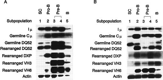 Fig. 3. IgH transcripts in human bone marrow B-lineage subpopulations. Iμ, germline Cμ, germline DHQ52, and rearranged DHQ52 DJ, DXP DJ, VH3, and VH6 transcripts were detected as described in the Materials and Methods and the Results. (A) FBM IgH transcripts. (B) ABM IgH transcripts. Shown are results representative of repeated PCR analysis of four independently sorted FBM samples and three independently sorted ABM samples.