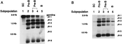 Fig. 4. PCR assay to detect IgH DJ rearrangements in sorted FBM B-lineage subpopulations. (A)FBM DHQ52 DJ rearrangements. (B) FBM DXP DJ rearrangements. No germline band is observed in the DXP rearrangements lane because the primers anneal to sequences that are widely separated (20 kb) in unrearranged DNA. Shown are results representative of repeated PCR analysis of three independently sorted FBM samples and two independently sorted ABM samples.
