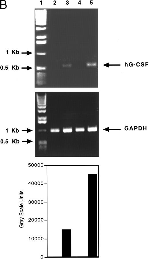 Fig. 2. Specific effect of SCH 14988 on G-CSF production by human PBMNCs. (A) Cells were cultured with PHA in the presence of varying concentrations of SCH 14988 or vehicle (0.1% DMSO). Data, expressed as percent of control, is normalized to the PHA plus vehicle (0 μmol/L SCH 14988) value, which was arbitrarily set at 100%. Each data point represents 4 to 12 donors; standard error was less than 20%. Absolute levels of each cytokine (in pg/mL) in the PHA plus vehicle group were IL-1α, 412 ± 113; IL-1β, 1,662 ± 304; IL-2, 781 ± 169; IL-3, 257 ± 36; IL-6, 10,367 ± 2,268; IL-8, 4,600 ± 246; TNFα, 2,225 ± 297; TNFβ, 1,890 ± 604; GM-CSF, 758 ± 205; and G-CSF, 3,018 ± 231. In the presence of PHA plus 25 μmol/L SCH 14988, G-CSF levels were increased to 14,185 ± 509 pg/mL. This increase in G-CSF levels was statistically significant relative to the PHA plus vehicle group, as determined by the Students' t-test (P < .01). For each cytokine, production was always less than 65 pg/mL in unstimulated cultures. (B) Steady-state G-CSF mRNA levels in PBMNCs cultured with vehicle (lane 2), PHA (lane 3), SCH 14988 alone at 25 μmol/L (lane 4), or PHA plus SCH 14988 (lane 5) for 24 hours. One kilobase ladder is shown in lane 1. Ethidium bromide-stained 1% agarose/Tris-acetate-EDTA gels are shown.