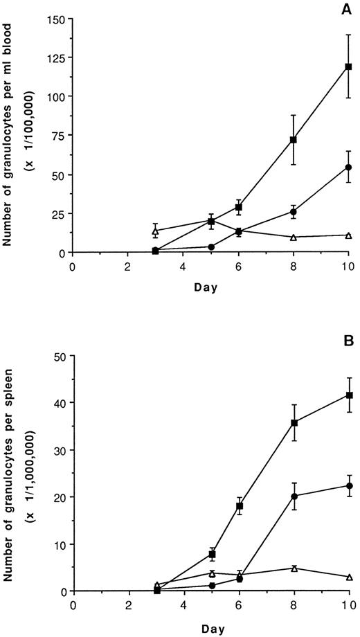 Fig. 4. Acceleration of recovery from CY-induced neutropenia by SCH 14988. Mice were dosed as described in Materials and Methods and sacrificed on days 3, 5, 6, 8, or 10. Peripheral blood cells or spleen cells were collected, washed, and enumerated, and Gr-1 and Mac-1 staining were analyzed. Data is expressed as the mean ± standard error of mean (SEM) number of granulocytes (Gr-1+Mac-1+) per milliliter of blood (A) or per spleen (B). ▵ indicates normal age-matched control mice; • indicates CY-treated, vehicle-treated mice; ▪ indicates CY-treated, SCH 14988-treated mice. Differences between the vehicle-treated and SCH 14988-treated groups from days 5, 6, 8, and 10 are statistically significant at P < .05, as determined by the Students' t-test. Administration of the two likely metabolic products of SCH 14988 (see Results) or of analogs that did not induce G-CSF production in vitro had no effect on neutrophil recovery (data not shown).