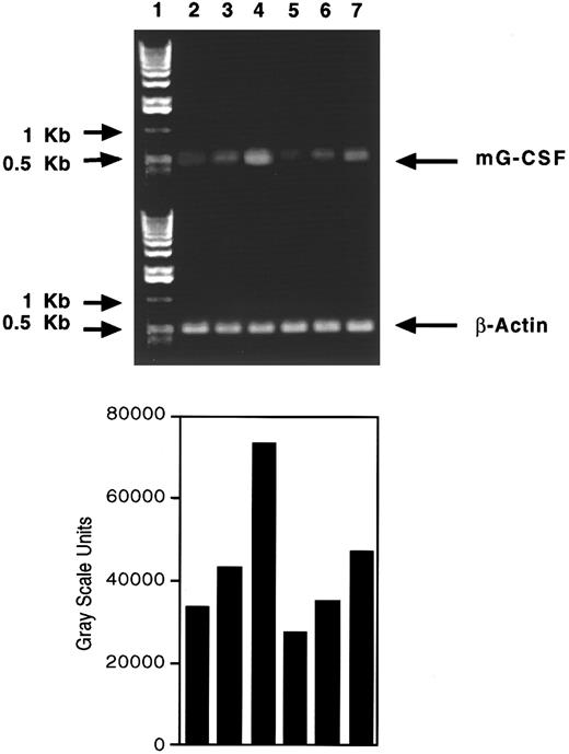 Fig. 5. Steady-state G-CSF mRNA levels in bone marrow and peritoneum after SCH 14988 treatment in neutropenic mice. Lane 1, 1-kb ladder; lane 2, bone marrow from normal, age-matched mice; lane 3, bone marrow from CY mice dosed with vehicle; lane 4, bone marrow from CY mice dosed with SCH 14988 at 40 mg/kg; lane 5, peritoneal cells from normal, age-matched animals; lane 6, peritoneal cells from CY mice dosed with vehicle; lane 7, peritoneal cells from CY mice treated with SCH 14988.