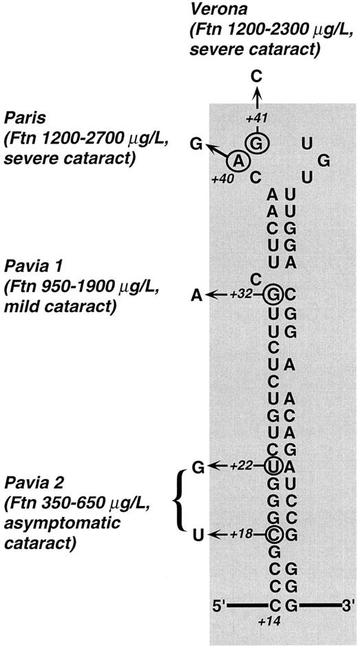 Fig. 6. Predicted secondary structure of L-subunit IRE and mutations described so far in families with hereditary hyperferritinemia. Town names denote different mutations: Paris,2627 Verona,27 and Pavia 1 and 2 (present work, family 1 and 2). For each mutation, the observed range of hyperferritinemia and the severity of cataract are reported. Clearly, the highest ferritin levels were found in patients with mutations within the CAGUG sequence of the loop, whereas the lowest ones were those of the family with the double mutation in the lower stem. Cataract was judged severe when there was a marked loss in visual acuity in the first decades (with some individuals requiring surgery), mild when the defect in visual acuity could be corrected with the use of appropriate eyeglasses, and asymptomatic when it did not impair visual acuity. It is apparent that a relationship between the degree of hyperferritinemia and severity of cataract exists within the families described so far. Numbers (+18, +22, +32, +40, +41) indicate the nucleotide position according to Table 2 with position +1 being the start of transcription.