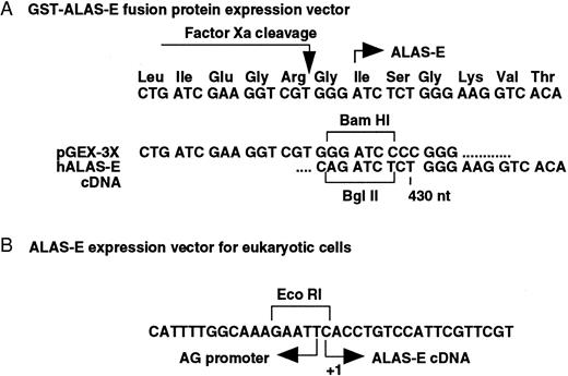 Fig. 1. Construction of human ALAS-E expression vectors. Junction sequences of both prokaryotic (A) and eukaryotic (B) ALAS-E expression vectors were determined by sequencing. (A) wild type and mutant ALAS-E cDNA fragments were subcloned into the BamHI site of a pGEX-3X prokaryotic gene fusion vector, producing N-terminal GST fusions with Factor Xa-cleavable linkages. The papain resistant core catalytic domain of ALAS-E30 (corresponding to amino acids 125 to 587) was used in this analysis. (B) Eukaryotic expression plasmids of human wild type and mutant ALAS-E were made by inserting full-length (1.9 kb) cDNAs into the EcoRI site of pCAGGS.37 +1 indicates the cap site of ALAS-E mRNA.