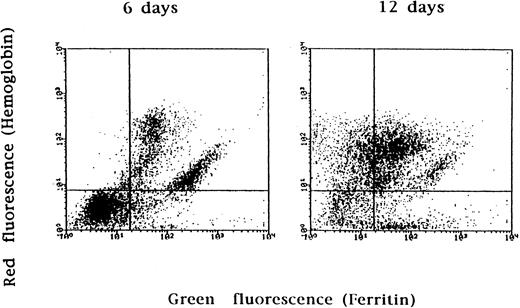 Fig. 1. Flow cytometric analysis of ferritin content in cultured erythroid cells. Erythroid precursors were grown according to the two-phase liquid culture procedure. On different days of phase II (EPO-dependent phase, see Materials and Methods), cells were stained for ferritin with antihuman placental ferritin rabbit serum and antirabbit IgG labeled with FITC and for Hb with phycoerythrin-labeled antihuman HbA monoclonal Ab. Controls were stained with rabbit nonimmune serum. After 6 days in phase II, 93% of Hb-positive (erythroid) cells were also positive for ferritin (upper right quadrant) and only 7% of Hb-positive cells were ferritin-negative (upper left quadrant). After 12 days in phase II, 34% of the Hb-positive population became ferritin-negative. The plots shown are representative of three separate experiments.