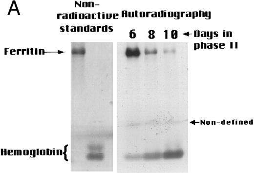 Fig. 2. Changes in intracellular radio-iron distribution during erythroid cell development. Three individual cultures were established from cells derived from different donors. Cells were labeled with 59Fe-human–diferric-transferrin during the first 6 days of phase II (EPO-dependent phase, see Materials and Methods), then washed and reincubated in fresh nonradioactive medium. On days 6, 8, and 10, cell samples from equal culture volumes were taken, lysed, and applied to a 6% nonreducing SDS-PAGE gel. Human placental ferritin and human Hb (normal erythrocyte cell lysate) were used for markers. The markers were visible without staining. (A) Autoradiography of 59Fe-containing proteins of one representative culture. (B) Quantitative analysis by densitometry (mean ± SD of three cultures). (C) Quantitative analysis by densitometry of each individual culture.