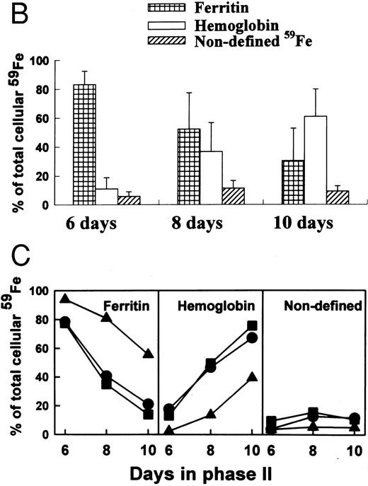 Fig. 2. Changes in intracellular radio-iron distribution during erythroid cell development. Three individual cultures were established from cells derived from different donors. Cells were labeled with 59Fe-human–diferric-transferrin during the first 6 days of phase II (EPO-dependent phase, see Materials and Methods), then washed and reincubated in fresh nonradioactive medium. On days 6, 8, and 10, cell samples from equal culture volumes were taken, lysed, and applied to a 6% nonreducing SDS-PAGE gel. Human placental ferritin and human Hb (normal erythrocyte cell lysate) were used for markers. The markers were visible without staining. (A) Autoradiography of 59Fe-containing proteins of one representative culture. (B) Quantitative analysis by densitometry (mean ± SD of three cultures). (C) Quantitative analysis by densitometry of each individual culture.