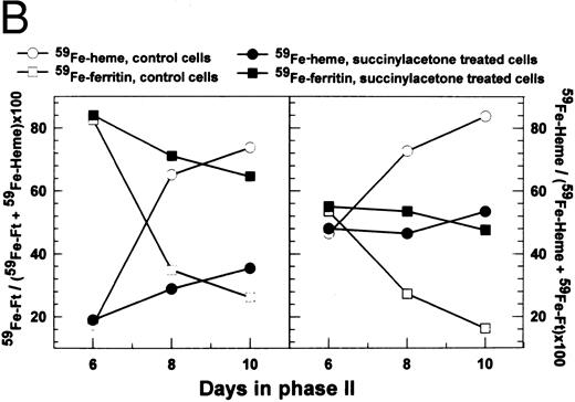 Fig. 3. Effect of inhibition of heme synthesis on intracellular radio-iron distribution during erythroid development. Cells were labeled with 59Fe-human–diferric transferrin during the first 6 days of phase II (EPO-dependent phase, see Materials and Methods), then washed, and reincubated in fresh nonradioactive medium with or without 0.5 mmol/L succinylacetone. (A) Analysis by SDS-PAGE. Equal amounts of cell lysate radioactivity were applied to each lane of a 6% nonreducing SDS-PAGE gel followed by phosphor-imaging. The figure represents a typical result of four independent experiments from four different donors. (B) Analysis by immunoprecipitation and heme extraction. Ferritin was immunoprecipitated from cell lysates with antihuman placental ferritin rabbit serum. Heme was extracted with an ethylacetate-acetic acid (3:1 vol/vol) mixture. The results shown are from cultures of two different normal donors. Both experiments were performed in duplicate.