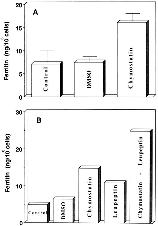 Fig. 5. Effect of protease inhibitors on ferritin accumulation in cultured cells. (A) Effect of chymostatin. Chymostatin (200 μg/mL) was added at days 7 or 8 of phase II (EPO-dependent phase, see Materials and Methods), after 24 hours the same amount of chymostatin was added again. The cells were harvested at days 10 or 11 and the ferritin concentrations in the lysates were determined by ELISA. Results are expressed as mean ± SD of three individual experiments performed in duplicate. (B) The effect of chymostatin and leupeptin. Leupeptin (10 μg/mL) was added together with chymostatin (added as above).