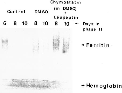 Fig. 6. Effect of protease inhibitors on cellular radio-iron redistribution. Cells were labeled with 59Fe-labeled human diferric Tf during the first 6 days of phase II (EPO-dependent phase, see Materials and Methods), then washed, and reincubated in fresh radioactive-free medium and treated with chymostastin (200 μg/mL) and leupeptin (20 μg/mL). At days 8 and 10, cells were harvested, lysed, and analyzed by SDS-PAGE followed by phosphor-imaging. The figure is representative of two independent experiments with cells obtained from two donors.