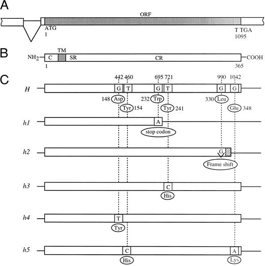 Fig. 1. Schematic diagrams of mutant H alleles found in Bombay and para-Bombay individuals. (A) Partial genomic structure encompassing the open reading frame (ORF) of the H gene. (B) Schematic presentation of the H enzyme. C, TM, SR, and CR indicate cytoplasmic tail, transmembrane domain, stem region, and catalytic region, respectively. (C) The locations of the point mutations found in mutant H alleles. The nucleotide sequence of the active H allele in Japanese population was determined to be the same as that reported by Larsen et al.14