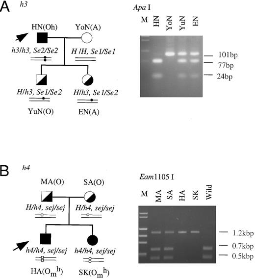 Fig. 3. Family studies on the h3 and h4 alleles. Erythrocyte phenotypes, and H and Se genotypes were determined in the members of the families of HN (A) and HA (B). The H genotypes of the members of the two families were identified by PCR-RFLP tests for detection of T721C in the H genes of HN's family members and for detection of G442T in H genes of HA's family members. The Se genotypes of the members were determined as described in a previous report.11 Square, male; circle, female; filled symbol, homozygote of the mutant H allele; half-filled symbol, heterozygote of wild-type H and mutant H alleles; open symbol, homozygote of wild-type H allele. Small closed circles and open squares in schematic alleles represent T721C in h3 allele and G442T in the h4 allele, respectively.