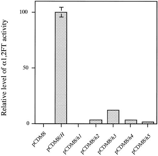 Fig. 4. α(1,2)FT activity directed by each of the wild-type H and five mutant H alleles. From left to right, pCDM8, activity of lysate of COS-1 cells mock-transfected with pCDM8 vector; pCDM8/H, activity of H-transfected COS-1 cell lysate; pCDM8/h1, h2, h3, h4 or h5, activity of h1, h2, h3, h4, or h5-transfected COS-1 cell lysate, respectively. The activity in each lysate was normalized by transfection efficiency, which was determined by expression of cotransfected luciferase expression vector. Data represent means and standard deviation (SD) of three independent assays.