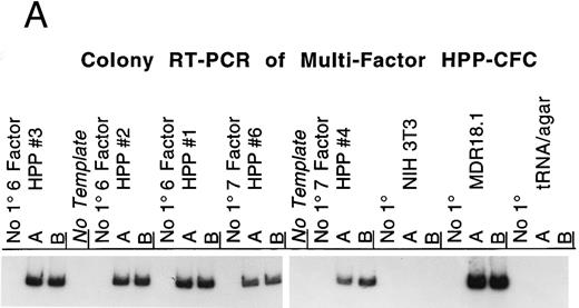 Fig. 1. (A) RT-PCR detection of MDR1 expression by multifactor HPP-CFC. Single murine HPP-CFC colonies were picked and assayed for expression of the transferred human MDR1 gene using the RT-PCR assay as described in Materials and Methods. The first set of three lanes is from a 6-factor HPP-CFC (HPP#3) transduced with the MDR1 vector. This colony, as well as HPP#2, HPP#1, HPP#6, and HPP#4, all contain the RT-PCR fragment corresponding to the mRNA from the transferred human MDR1 vector sequence. Each lane represents RNA equivalent to 112 of a colony. Samples are run in duplicate with a no-primer (no 1°) control. No-template negative control reactions are interspersed among the assay samples. The last sets are NIH3T3 RNA (negative control, murine cell line), MDR18.1 RNA (positive control, MDR1 retroviral producer line), and the tRNA/agar control for background (negative control for nonspecific signals and the carrier in the RNA isolation protocol). (B) Colony RT-PCR assay controls. This panel shows the results of the control templates routinely run during the RT-PCR assay for MDR1 expression. Duplicate control templates are amplified concurrently with test samples using the same reagents and conditions; a no-primer (no 1°) control is also included for each. Control templates (from left to right) are (1) tRNA carrier, which is present in the RNA extractions: This gives no RT-PCR background when SSRTII is used for reverse transcription; (2) agar from between colonies: Neither the agar nor any extraneous material from the transduction or plating generates RT-PCR background; (3) MDR18.1 RNA from the producer cell line: 1 μg of total cellular RNA in the RT step is included as a positive control; (4) NIH3T3 cell line RNA (or murine bone marrow RNA): 1 μg of total cellular RNA in the RT step is included as a negative control (this is done to detect any cross reaction with any of the MDR isoforms present in mice); (5) No-template reaction: This is a standard PCR control for each set of primers used; and (6) a nontransduced multifactor murine HPP-CFC colony: This is processed identically to the experimental samples so that each lane represents 112 of a colony.