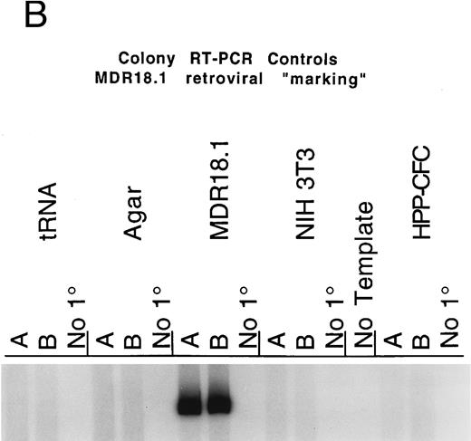 Fig. 1. (A) RT-PCR detection of MDR1 expression by multifactor HPP-CFC. Single murine HPP-CFC colonies were picked and assayed for expression of the transferred human MDR1 gene using the RT-PCR assay as described in Materials and Methods. The first set of three lanes is from a 6-factor HPP-CFC (HPP#3) transduced with the MDR1 vector. This colony, as well as HPP#2, HPP#1, HPP#6, and HPP#4, all contain the RT-PCR fragment corresponding to the mRNA from the transferred human MDR1 vector sequence. Each lane represents RNA equivalent to 112 of a colony. Samples are run in duplicate with a no-primer (no 1°) control. No-template negative control reactions are interspersed among the assay samples. The last sets are NIH3T3 RNA (negative control, murine cell line), MDR18.1 RNA (positive control, MDR1 retroviral producer line), and the tRNA/agar control for background (negative control for nonspecific signals and the carrier in the RNA isolation protocol). (B) Colony RT-PCR assay controls. This panel shows the results of the control templates routinely run during the RT-PCR assay for MDR1 expression. Duplicate control templates are amplified concurrently with test samples using the same reagents and conditions; a no-primer (no 1°) control is also included for each. Control templates (from left to right) are (1) tRNA carrier, which is present in the RNA extractions: This gives no RT-PCR background when SSRTII is used for reverse transcription; (2) agar from between colonies: Neither the agar nor any extraneous material from the transduction or plating generates RT-PCR background; (3) MDR18.1 RNA from the producer cell line: 1 μg of total cellular RNA in the RT step is included as a positive control; (4) NIH3T3 cell line RNA (or murine bone marrow RNA): 1 μg of total cellular RNA in the RT step is included as a negative control (this is done to detect any cross reaction with any of the MDR isoforms present in mice); (5) No-template reaction: This is a standard PCR control for each set of primers used; and (6) a nontransduced multifactor murine HPP-CFC colony: This is processed identically to the experimental samples so that each lane represents 112 of a colony.