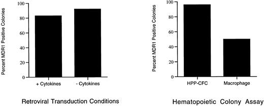 Fig. 2. Hematopoietic progenitor expression of MDR1 in vitro. Hematopoietic progenitor colonies, HPP-CFC, from bone marrow transduced with the MDR18.1 retroviral vector were analyzed for expression of the MDR1 RNA using the RT-PCR assay. From a group of 99 colonies, 48 were generated by bone marrow transduced in the presence of cytokines (IL-3, IL-6, IL-11, and SCF ), and 51 were generated by bone marrow transduced in the absence of cytokines. As shown in the graph on the left, both groups were efficiently transduced. The transduction in the presence of cytokines (+) results in 83% of colonies positive for MDR1, and transduction in the absence of added cytokines (−) results in 92% of the colonies scoring positive. After transduction (+ or − cytokines), bone marrow cells were plated in either the multifactor HPP-CFC assay or in CSF-1 alone. Of the 99 colonies analyzed, 81 were generated from the HPP-CFC assay and 18 were generated from the CSF-1 platings; these are compared in the graph on the right. Colonies from the multifactor HPP-CFC assay are multilineage and highly proliferative (<1.0 mm in diameter); 96% of these were positive for expression of MDR1 RNA. The colonies grown in CSF-1 alone were predominantly macrophages, and were seldom greater than 0.5 mm in diameter; 50% of these were positive for expression of the MDR1 RNA. When the results of both transduction methods and both plating assays are combined, the overall transduction rate into hematopoietic progenitors is 88%.