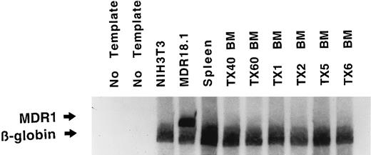 Fig. 4. Analysis of host bone marrow DNAs for vector DNA. Bone marrow DNA from transplant recipients and controls was analyzed by PCR for the presence of the MDR18.1 vector DNA. For each reaction, 250 ng of template DNA was amplified with the human MDR1 primers and the murine β-globin primers using the same PCR reaction conditions as the MDR1 colony RT-PCR assay. The murine β-globin serves as an internal standard for copy number and quality of template. The MDR1 fragment is the upper band, and the β-globin is 100 bases shorter and runs below the MDR1. This assay is capable of detecting 1 copy of the transgene per haploid genome in <1% of the cells as determined by a standard dilution curve. None of the transplant recipients showed detectable amounts of MDR1 DNA using this assay. The templates assayed are (from left to right) two no-template negative control reactions; NIH3T3 (murine cell line; negative control for human MDR1 gene); MDR18.1 (the retroviral producing murine cell line; positive control, producer line contains the proviral genome); male murine spleen DNA (negative control); TX40 and TX60 bone marrow DNAs (negative control; these mice received no MDR-transduced cells, only phosphate-buffered saline); and TX1, TX2, TX5, TX6 bone marrow DNAs (transplant recipients).
