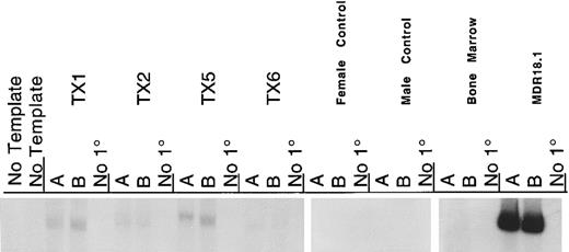 Fig. 5. RT-PCR detection of MDR1 in transplant recipient bone marrow. RNA was harvested from bone marrows of the transplanted mice at 14 months. Each RT reaction with 3 μg of total cellular RNA was split into three PCR reactions, these included two parallel analytical reactions and a no primer (no 1°) negative control. PCR conditions were as described for colony RT-PCR. As shown in this autoradiogram, there is low, but detectable, MDR transcript in each of the four transplant recipient mice. Controls include female and male murine spleen RNA from nontransplanted mice, murine bone marrow RNA from nontransplanted mice as negative controls, and RNA from the MDR18.1 producer line as positive control.