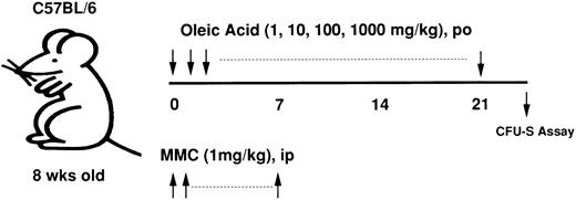 Fig. 8. Experimental protocol of oleic acid administration into MMC-treated mice. Various concentrations of fatty acids were given orally to MMC-treated mice for 3 weeks and their bone marrow cells were then injected into a syngeneic recipient. The number of spleen colonies was counted 8 or 14 days later.