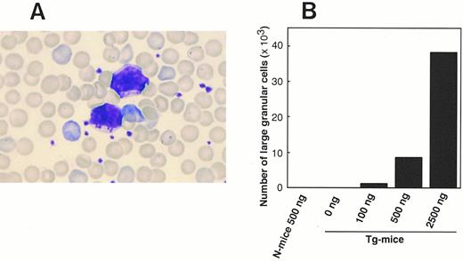 Fig. 1. (A) Photomicrograph of LGL in PB of Tg-mice injected with 500 ng of hGM-CSF twice a day for 1 week. This smear preparation was stained with May-Grünwald-Giemsa. (B) Dose-response relationship between hGM-CSF injected and the generation of LGL in PB. Tg-mice and normal littermates (N-mice) were injected with serum/PBS or 100 to 2,500 ng of hGM-CSF twice daily for 1 week, and the proportion to lymphocytes and absolute number of LGL was evaluated on day 8.
