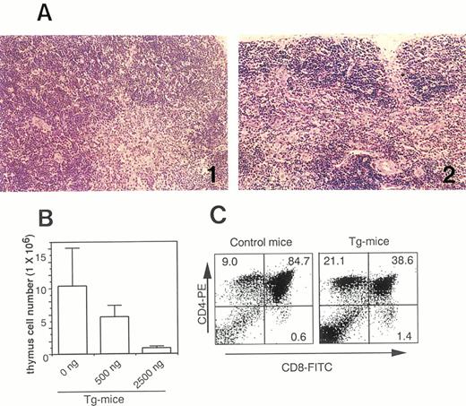 Fig. 4. (A) Photomicrographs of thymic tissues of Tg-mice injected with serum/PBS (A-1) and 500 ng of hGM-CSF (A-2) twice daily for 1 week. Note voluminous medulla on Tg-mice treated with serum/PBS as compared with a drastic involution on Tg-mice treated with hGM-CSF. (B) Dose-response effects of hGM-CSF on cell number of thymic cells in Tg-mice. (C) Flow cytometric analysis of thymic cells from normal littermates (left) and Tg-mice (right) treated with 500 ng of hGM-CSF. Thymic cells were stained with FITC-anti-CD8 and PE-anti-CD4.