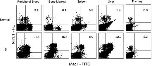 Fig. 5. Flow cytometric analysis of cells in PB, BM, spleen, liver, and thymus from normal littermates (upper) and Tg-mice (lower) treated with 500 ng of hGM-CSF. Cells were stained with FITC anti–Mac-1 and PE-anti-NK1.1. Mac-1+NK1.1+ cells in PB, BM, spleen, and liver, but not in thymus, increased in Tg-mice.