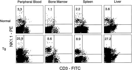 Fig. 6. Flow cytometric analysis of cells in PB, BM, spleen, and liver from normal littermates (upper) and Tg-mice (lower) treated with 500 ng of hGM-CSF. Cells were stained with FITC–anti-CD3 and PE-anti-NK1.1. CD3−NK1.1+ cells in PB, BM, spleen, and liver increased in Tg-mice.