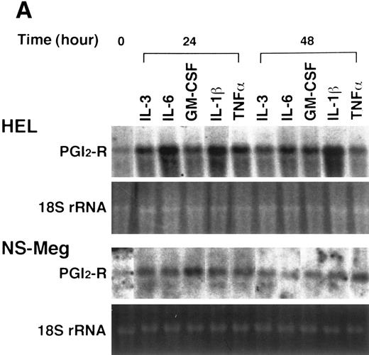 Fig. 3. Effect of cytokines on the expression of PGI2-R in HEL and NS-Meg cells. At the initiation of culture, either IL-3, IL-6, GM-CSF, TPO, IL-1β, or TNF-α was added to the culture and cells harvested at the indicated times were examined by Northern analysis. The controls were the cells cultured without cytokines for the respective culture periods (data not shown, similar to the controls for Fig 2). The figure shows representative results from triplicate experiments repeated twice. (A) All cytokines upregulated the expression of PGI2-R mRNA. (B) Effect of TPO on the expression of PGI2-R, PF4, GPIIb mRNA in HEL and NS-Meg cells. TPO increased the expression of PGI2-R, PF4, and GPIIb mRNA in HEL cells, and PGI2-R and GPIIb in NS-Meg cells.