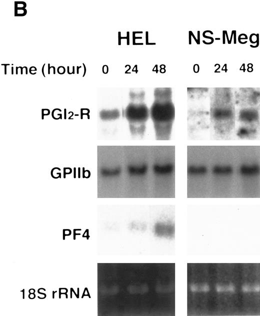 Fig. 3. Effect of cytokines on the expression of PGI2-R in HEL and NS-Meg cells. At the initiation of culture, either IL-3, IL-6, GM-CSF, TPO, IL-1β, or TNF-α was added to the culture and cells harvested at the indicated times were examined by Northern analysis. The controls were the cells cultured without cytokines for the respective culture periods (data not shown, similar to the controls for Fig 2). The figure shows representative results from triplicate experiments repeated twice. (A) All cytokines upregulated the expression of PGI2-R mRNA. (B) Effect of TPO on the expression of PGI2-R, PF4, GPIIb mRNA in HEL and NS-Meg cells. TPO increased the expression of PGI2-R, PF4, and GPIIb mRNA in HEL cells, and PGI2-R and GPIIb in NS-Meg cells.