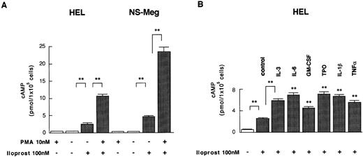 Fig. 5. Induction of cAMP synthesis by iloprost or forskolin and the effect of the pretreatments on the synthesis in HEL or NS-Meg cells. Each value (mean ± SE, n = 3) shows the amount of cAMP synthesized by 1 × 105 cells. Cells were first preincubated with PMA or respective cytokines for 24 hours, then incubated in a 24-well microplate (1 × 105 cells/well) in 500 μL of RPMI 1640 containing 0.5 mmol/L 3-isobutyl-1-methylxanthine and 0.1% BSA at 37°C for 10 minutes and then iloprost or forskolin was added to each well. Incubation was continued for another 30 minutes. (A) and (B) Addition of iloprost increased significantly (**, P < .001) the synthesis of cAMP in each cell line. Addition of iloprost to the cells that had been preincubated for 24 hours with PMA or cytokines further increased (**, P < .001) cAMP synthesis as compared with the untreated cells of each cell line. The pretreatments with the cytokines (without iloprost) yielded no significant increase of cAMP in the cells from each cell line compared with nontreated cells (data not shown). (C) Forskolin increased cAMP synthesis without significant difference between PMA- or cytokine-pretreated cells and nontreated ones (control).