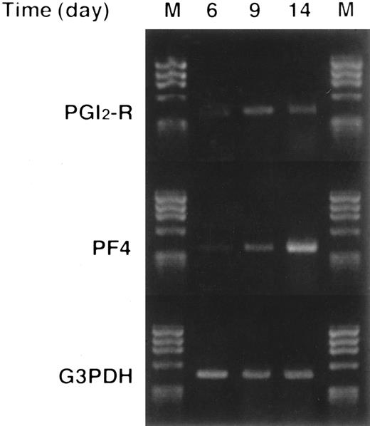 Fig. 7. Expression of PGI2-R and PF4 mRNA in normal human megakaryocytes as evaluated by semiquantitative RT-PCR. More than 200 megakaryocytic colonies were plucked and pooled on the indicated days of culture, total RNA was extracted, and RT-PCR was performed. The amount of transcripts for PGI2-R or PF4 was analyzed and compared with that of G3PDH. M, size marker (φX174/HaeIII digest). This figure shows the representative results from experiments repeated three times.