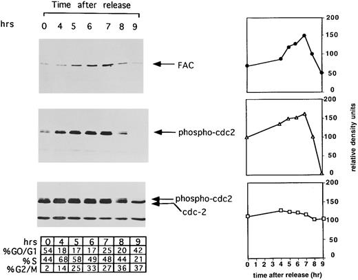 Fig. 1. The expression of FAC is regulated during cell cycle progression. HeLa cells were synchronized at G1 /S by double thymidine block and released into regular media. Cell aliquots (1 mL) from the indicated timepoints were washed, suspended in propidium iodide, and assayed by FACS analysis, as described in Materials and Methods. The percentage of cells in each phase of the cell cycle was determined by analyzing FACS data with the computer program CELLFIT (Becton Dickinson). Synchronized cells from each time interval were lysed, whole cell extracts were prepared, and cellular proteins were immunoprecipitated and immunoblotted with an antiserum against FAC (top) or immunoprecipitated with monoclonal against cdc2 followed by immunoblotting with anti–phosphotyrosine-cdc2 (middle) or anti-cdc2 (bottom). Immunoblots were scanned and analyzed by NIH Image. Values along the y-axis are in relative density units and are plotted against time in hours after release from G1 /S synchrony. Each plot is placed along side the corresponding immunoblot with symbols as follows: FAC (•); tyrosine phosphorylated cdc2 (▵); and total cdc2 (□).