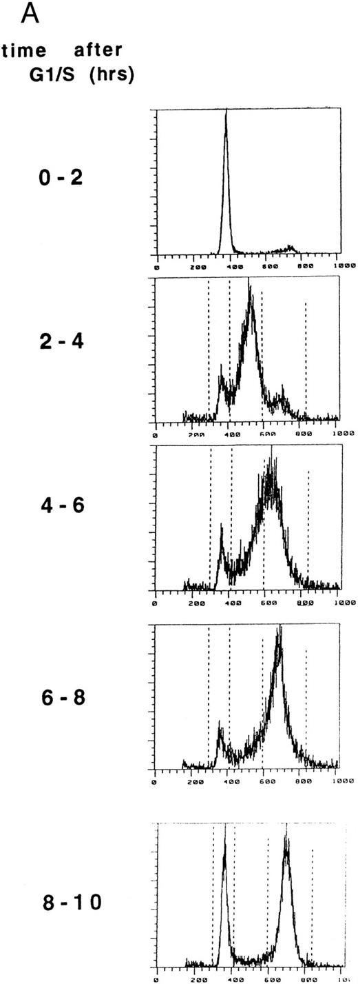 Fig. 2. FAC localization does not change during the cell cycle. (A) HeLa cells were synchronized at G1 /S by double thymidine block and released into growth media. Cell synchrony was analyzed by FACS, as described in Materials and Methods. The percentage of cells in each phase of the cell cycle was determined by analyzing FACS data with the computer program CELLFIT (Becton Dickinson). / (B) Cells were metabolically labeled with 35S-methionine during the 2-hour intervals indicated. Proteins from whole cells (T), nuclear (N) extracts, or cytoplasmic (C) extracts were immunoprecipitated with anti-FAC antibody. Alternatively, protein from whole cells was immunoprecipitated with a preimmune serum (P). Immune complexes were resolved by SDS-PAGE. Molecular weight markers are in kilodaltons.
