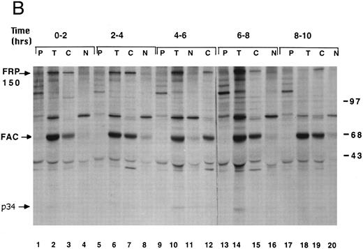 Fig. 2. FAC localization does not change during the cell cycle. (A) HeLa cells were synchronized at G1 /S by double thymidine block and released into growth media. Cell synchrony was analyzed by FACS, as described in Materials and Methods. The percentage of cells in each phase of the cell cycle was determined by analyzing FACS data with the computer program CELLFIT (Becton Dickinson). / (B) Cells were metabolically labeled with 35S-methionine during the 2-hour intervals indicated. Proteins from whole cells (T), nuclear (N) extracts, or cytoplasmic (C) extracts were immunoprecipitated with anti-FAC antibody. Alternatively, protein from whole cells was immunoprecipitated with a preimmune serum (P). Immune complexes were resolved by SDS-PAGE. Molecular weight markers are in kilodaltons.