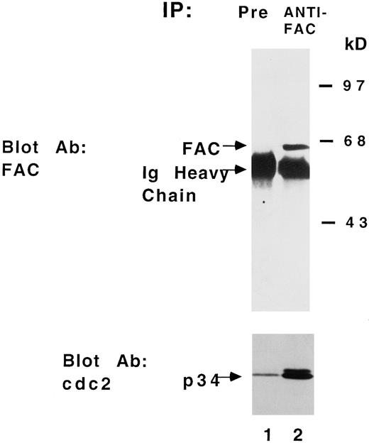 Fig. 3. The FAC polypeptide binds to the cyclin-dependent kinase, cdc2. Proteins from HSC536N (+FAC) were immunoprecipitated with a preimmune (lane 1) or with anti-FAC affinity purified antibody (lane 2). SDS-PAGE gel was blotted onto nitrocellulose and probed with anti-cdc2 monoclonal antibody or anti-FAC antibody. Molecular weight markers are in kilodaltons.
