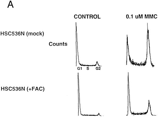 Fig. 4. The FAC/cdc2 interaction correlates with the functional activity of FAC. (A) HSC536N (mock) cells and HSC536N (+FAC) cells were harvested following MMC treatment, stained with propidium iodide, and analyzed by FACS, as described in Materials and Methods. (B) Whole cell extracts from HSC536N (mock) cells (lanes 2 and 4) or HSC536N (+FAC) cells (lanes 1 and 3) were immunoprecipitated with affinity purified anti-FAC antisera prepared from two different New Zealand white rabbits. Immunoprecipitated proteins were electrophoresed by SDS-PAGE, blotted to nitrocellulose, and probed with anti-cdc2 antiserum or anti-FAC antiserum. Molecular weight markers are in kilodaltons. / (C) Whole cell extracts from HSC536N (mock) cells (lane 1) or HSC536N (+FAC) cells (lane 2) were immunoprecipitated with anti-cdc2 monoclonal antibody. Immunoprecipitated proteins were electrophoresed by SDS-PAGE, blotted to nitrocellulose, and probed with affinity purified anti-FAC antisera. Molecular weight markers in kilodaltons.