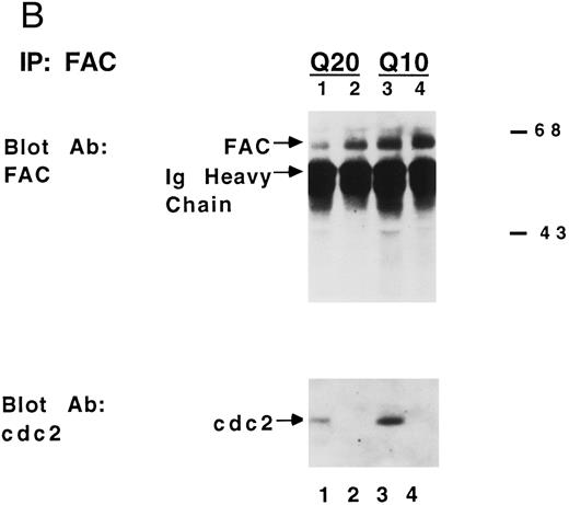 Fig. 4. The FAC/cdc2 interaction correlates with the functional activity of FAC. (A) HSC536N (mock) cells and HSC536N (+FAC) cells were harvested following MMC treatment, stained with propidium iodide, and analyzed by FACS, as described in Materials and Methods. (B) Whole cell extracts from HSC536N (mock) cells (lanes 2 and 4) or HSC536N (+FAC) cells (lanes 1 and 3) were immunoprecipitated with affinity purified anti-FAC antisera prepared from two different New Zealand white rabbits. Immunoprecipitated proteins were electrophoresed by SDS-PAGE, blotted to nitrocellulose, and probed with anti-cdc2 antiserum or anti-FAC antiserum. Molecular weight markers are in kilodaltons. / (C) Whole cell extracts from HSC536N (mock) cells (lane 1) or HSC536N (+FAC) cells (lane 2) were immunoprecipitated with anti-cdc2 monoclonal antibody. Immunoprecipitated proteins were electrophoresed by SDS-PAGE, blotted to nitrocellulose, and probed with affinity purified anti-FAC antisera. Molecular weight markers in kilodaltons.