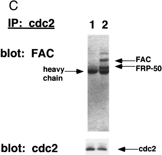 Fig. 4. The FAC/cdc2 interaction correlates with the functional activity of FAC. (A) HSC536N (mock) cells and HSC536N (+FAC) cells were harvested following MMC treatment, stained with propidium iodide, and analyzed by FACS, as described in Materials and Methods. (B) Whole cell extracts from HSC536N (mock) cells (lanes 2 and 4) or HSC536N (+FAC) cells (lanes 1 and 3) were immunoprecipitated with affinity purified anti-FAC antisera prepared from two different New Zealand white rabbits. Immunoprecipitated proteins were electrophoresed by SDS-PAGE, blotted to nitrocellulose, and probed with anti-cdc2 antiserum or anti-FAC antiserum. Molecular weight markers are in kilodaltons. / (C) Whole cell extracts from HSC536N (mock) cells (lane 1) or HSC536N (+FAC) cells (lane 2) were immunoprecipitated with anti-cdc2 monoclonal antibody. Immunoprecipitated proteins were electrophoresed by SDS-PAGE, blotted to nitrocellulose, and probed with affinity purified anti-FAC antisera. Molecular weight markers in kilodaltons.