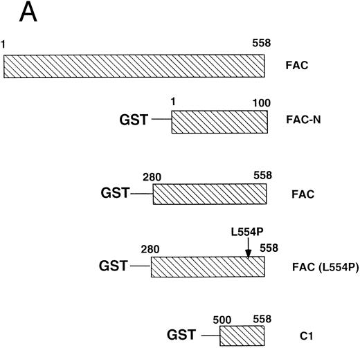 Fig. 5. cdc2 specifically binds to the carboxyl terminus of FAC. (A) GST fusion proteins used for in vitro mixing experiments are shown schematically. (B) Whole cell extract (unlabeled) was made from HeLa cells first synchronized at G1 /S by double thymidine block and then released for 8 hours in nocodazole.41 GST (lane 1), GST-N (lane 2), GST-FAC (wild-type; lane 3), GST-FAC (L554P, lane 4), or GST-C1 (lane 5), prebound to glutathione-sepharose beads, was mixed with the extract. Bound cellular proteins were electrophoresed by SDS-PAGE and transferred to nitrocellulose. The filter was probed with either anti-GST monoclonal antibody or anti-cdc2 monoclonal antibody.
