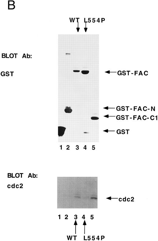 Fig. 5. cdc2 specifically binds to the carboxyl terminus of FAC. (A) GST fusion proteins used for in vitro mixing experiments are shown schematically. (B) Whole cell extract (unlabeled) was made from HeLa cells first synchronized at G1 /S by double thymidine block and then released for 8 hours in nocodazole.41 GST (lane 1), GST-N (lane 2), GST-FAC (wild-type; lane 3), GST-FAC (L554P, lane 4), or GST-C1 (lane 5), prebound to glutathione-sepharose beads, was mixed with the extract. Bound cellular proteins were electrophoresed by SDS-PAGE and transferred to nitrocellulose. The filter was probed with either anti-GST monoclonal antibody or anti-cdc2 monoclonal antibody.